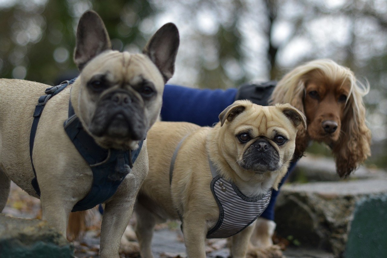 dogs, animals, pets