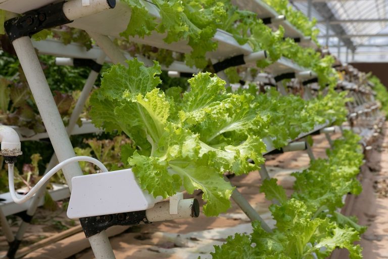 Curso de Hidroponia