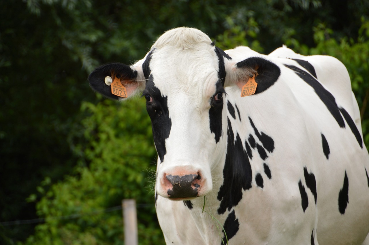 animal, mammal, cow