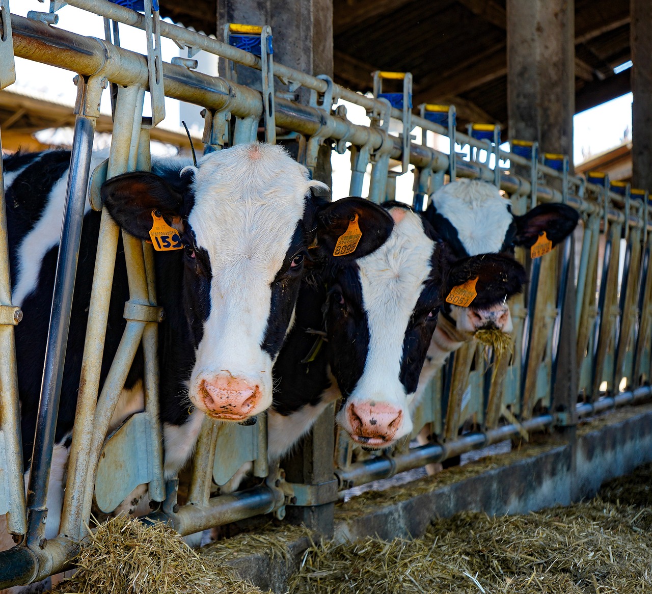 cows, frisian, friesian cows