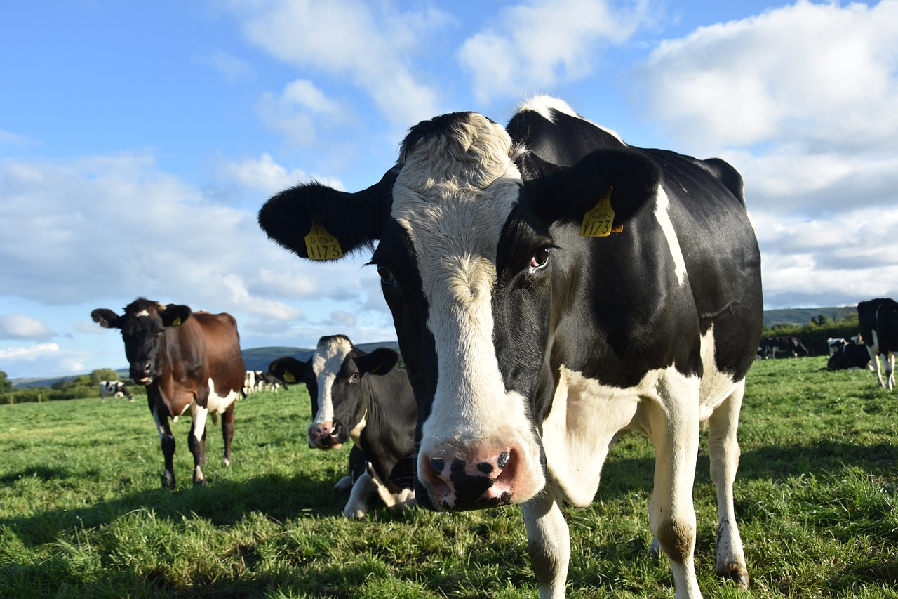 cow, agriculture, meadow