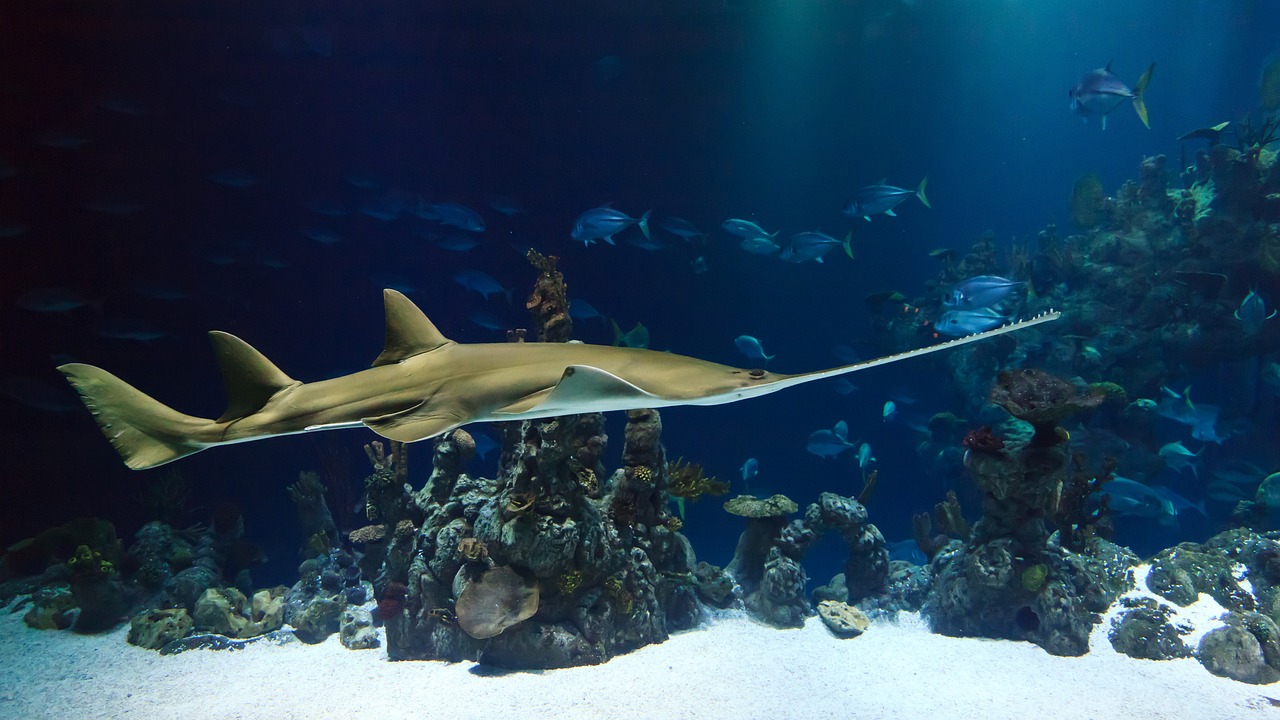 animal, sawfish, nature