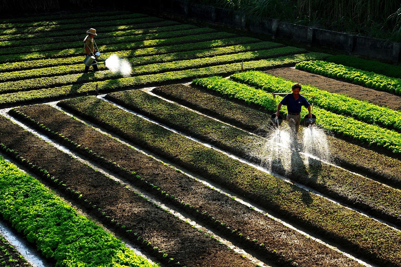 farmers, watering vegetables, make green vegetables summer afternoon
