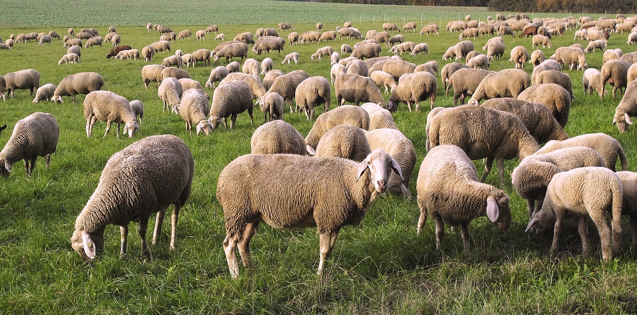 sheep, herd, pfrech