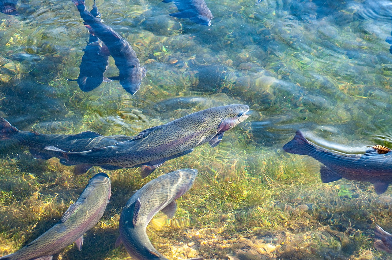 trout, fish, breed