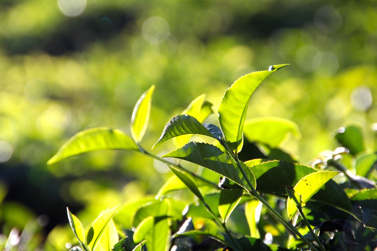 tea, plantation, tea plantation