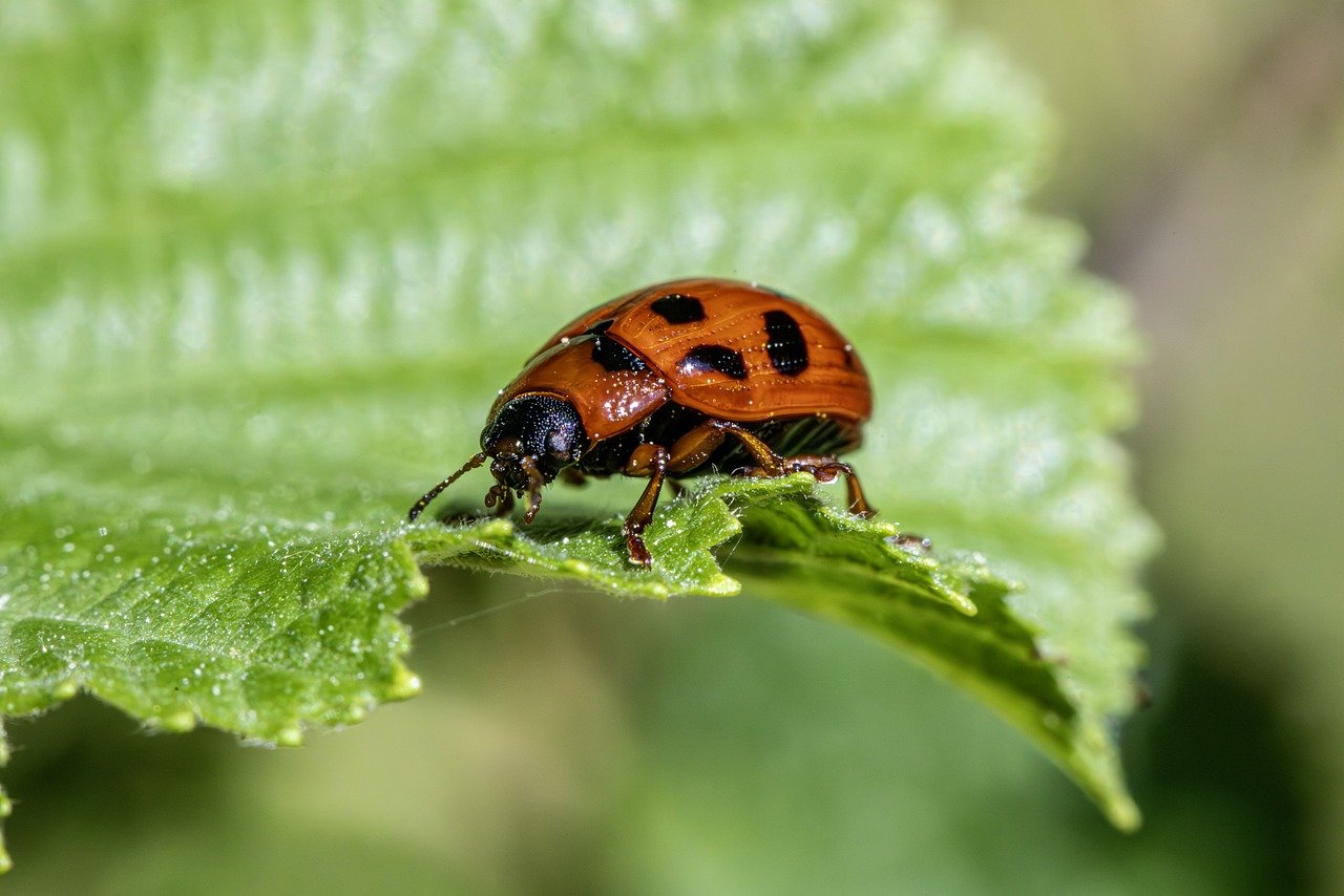 beetle, insect, bug
