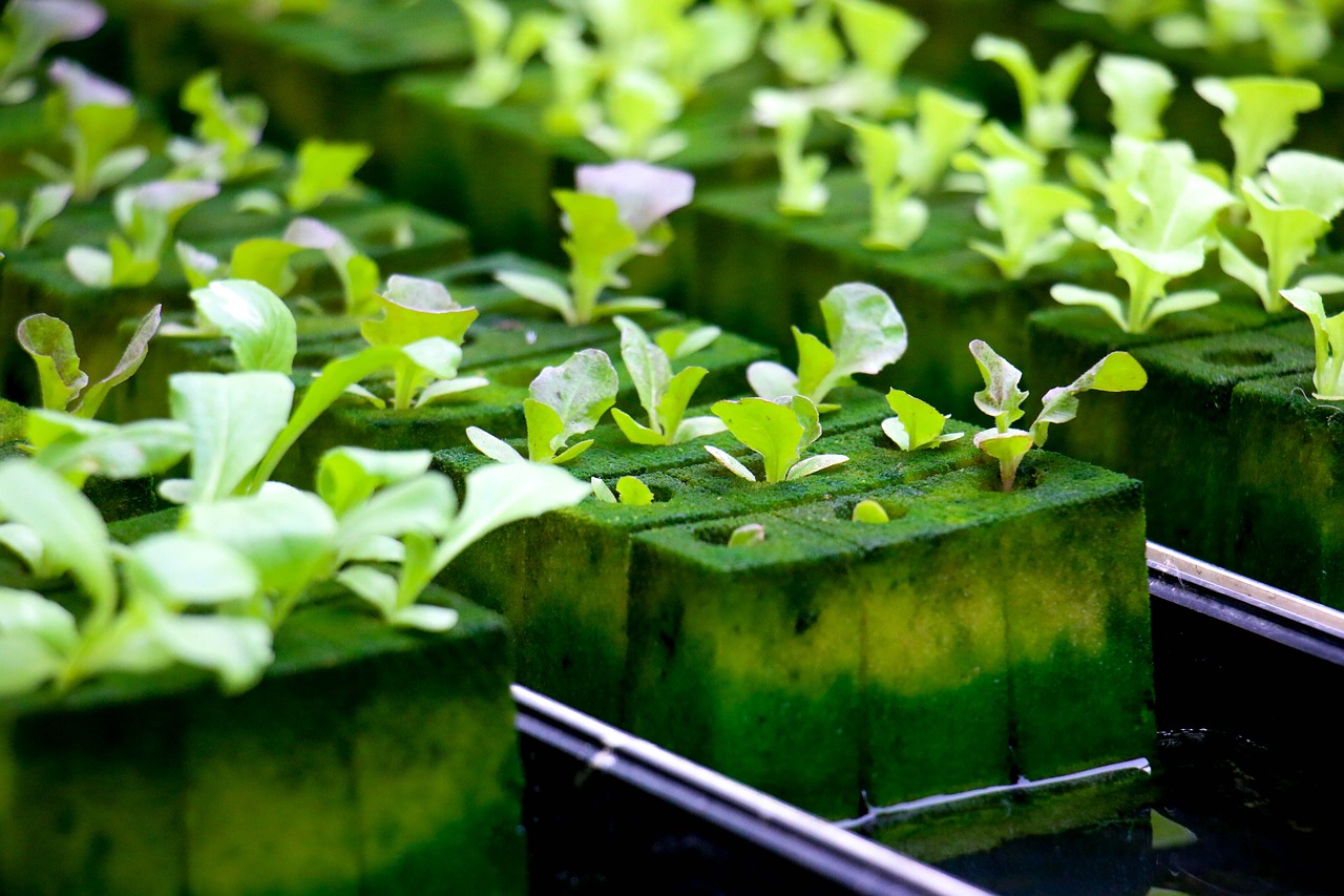hydroponics, agriculture, green