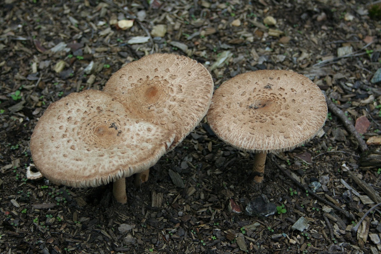 mushrooms, fungi, wild