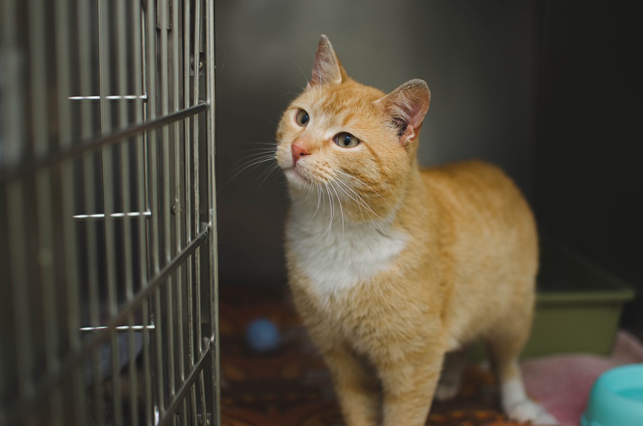 domestic cat, cat's eyes, red cat
