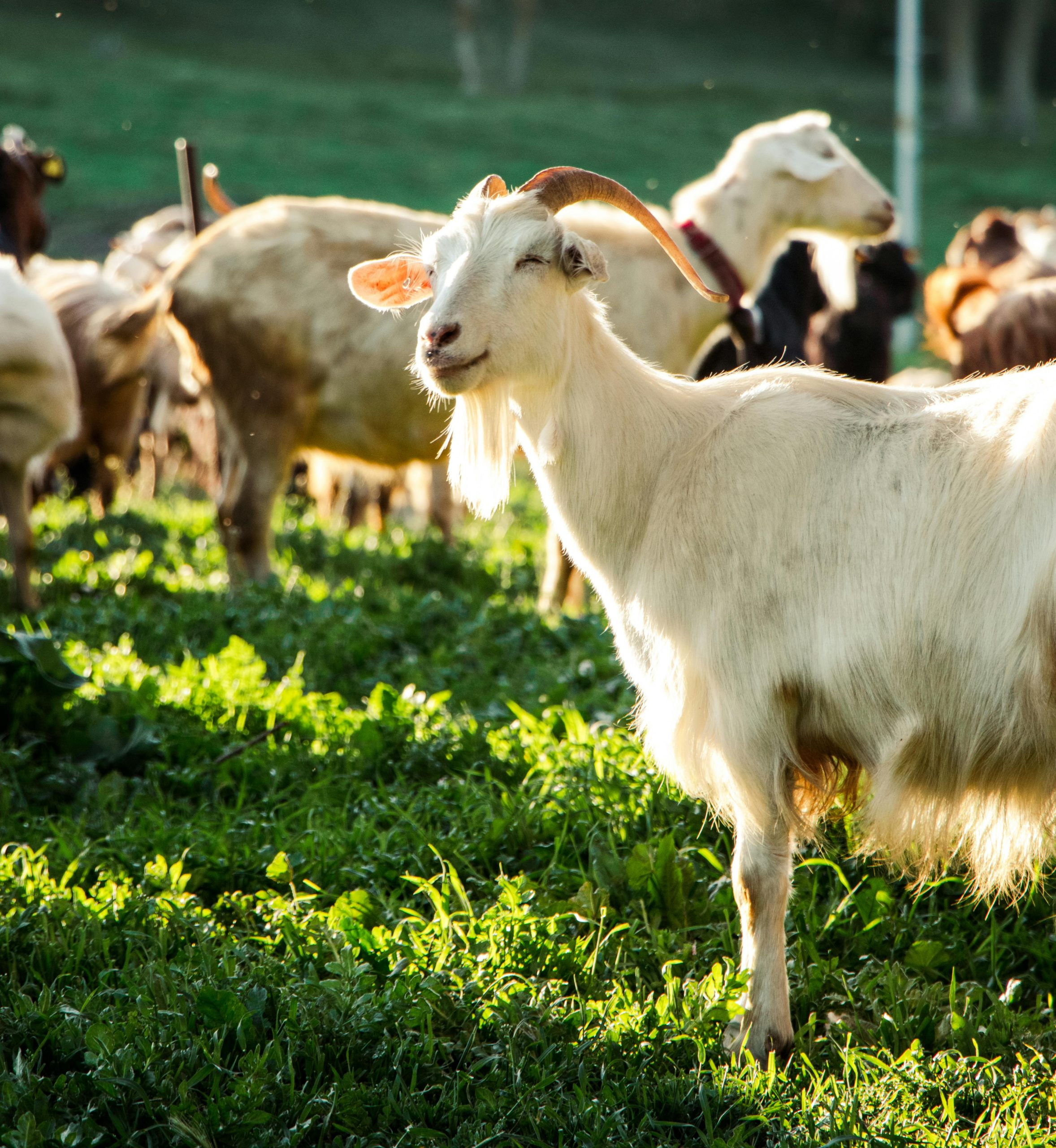 Group of Goats Enjoying the Sun on a Pasture