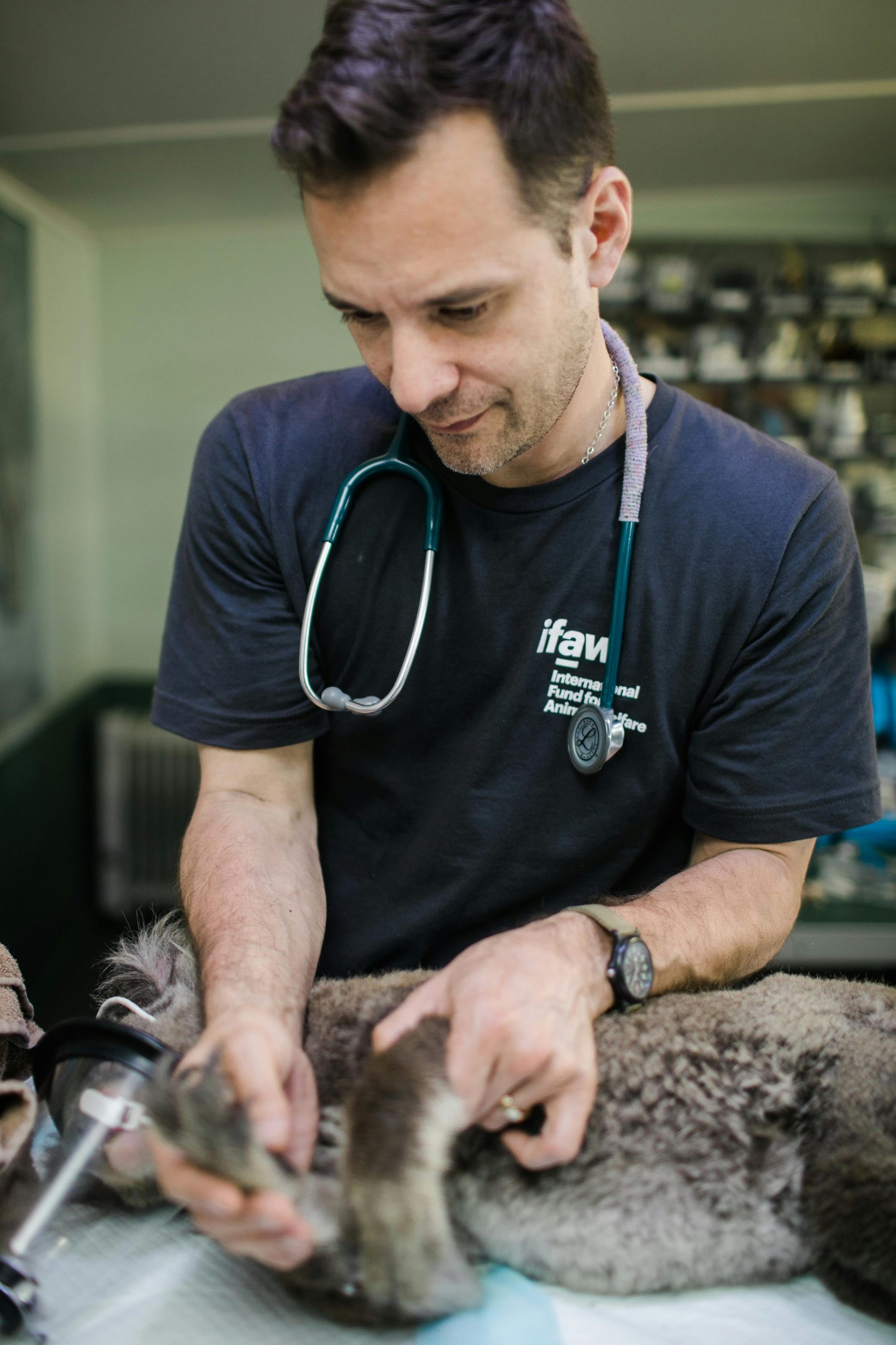 Veterinarian Checking a Koala