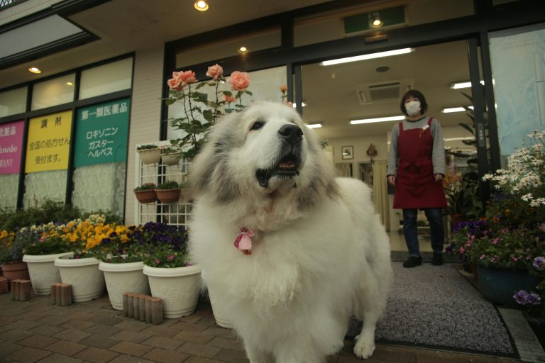 Estética Animal